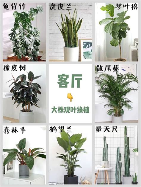 客廳 盆栽|室內植物推薦｜7種室內盆栽推薦，適合居家布置觀葉 